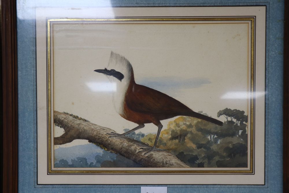 Attributed to Henry Strachan Elton (1841-1934), watercolour, Study of a West Himalayan White Crested Laughing Thrush, 22 x 30cm, a wate